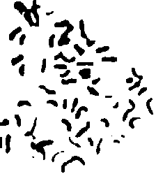 Caryotype 3 F10 (G.hirsutum x G.harknessi)