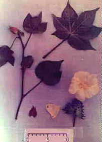 Phenotype F17 (G.hirsutum x G.trilobum)