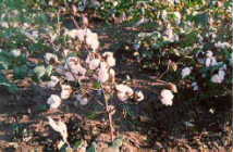 South of Russia, Oct. 1997