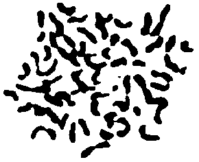 Caryotype 1 F17 (G.hirsutum x G.trilobum)