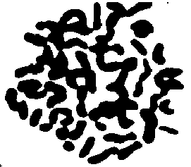 Caryotype 2 F17 (G.hirsutum x G.trilobum)