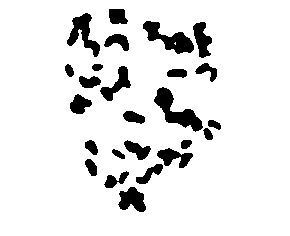 Caryotype 3 F17 (G.hirsutum x G.trilobum)
