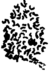 Caryotype 1 F10 (G.hirsutum x G.harknessi)