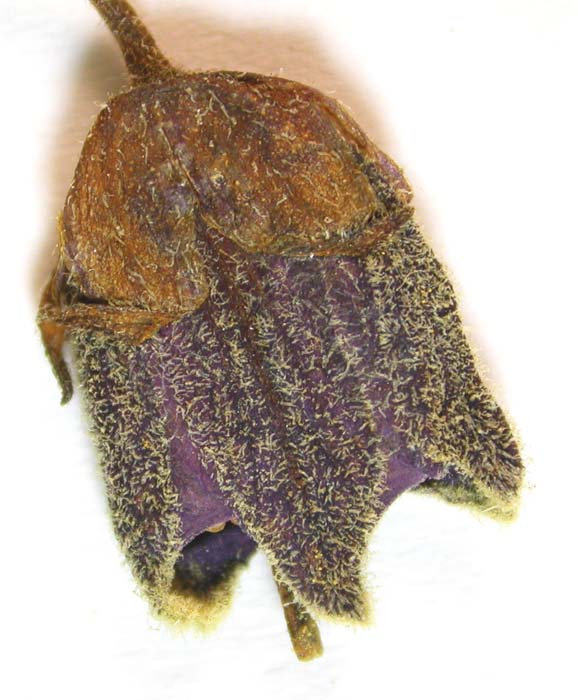 S. andigenum Isotypus 598 calyx