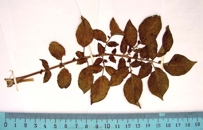 S. andigenum Isotypus 598 leaf