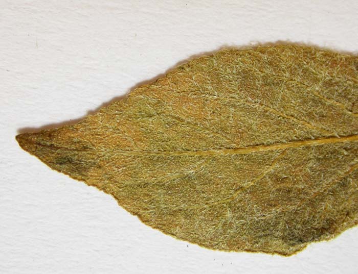 S. andigenum Isotypus 598 leaflets pubescens adaxial