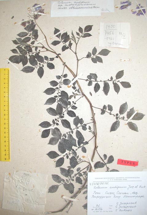 S. andigenum australiperuvianum obtusiacuminatum Holotypus 1400