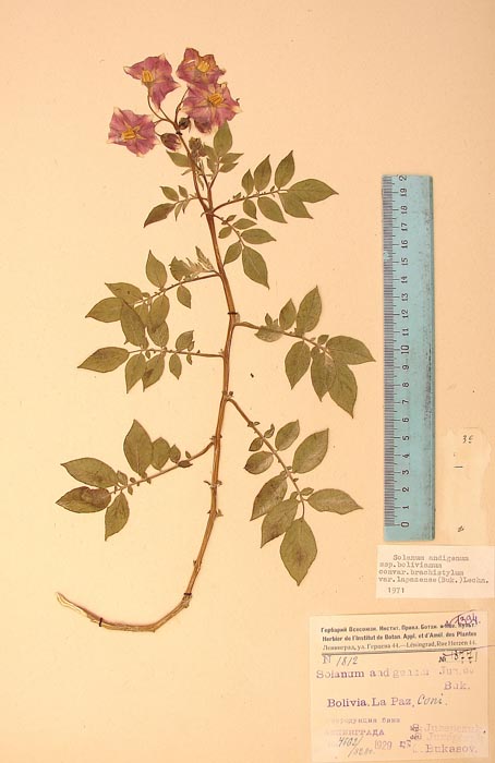 S. andigenum aymaranum lapazense Lectotypus 1812