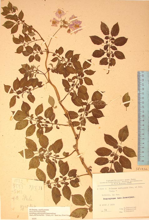 S. andigenum bolivianum  dilatatum Lectotypus 1522b