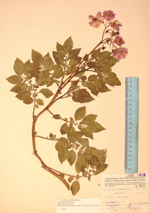 S. andigenum bolivianum Lectotypus 1656