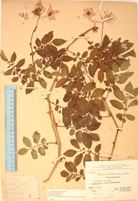 S. andigenum bolivianum incrassatum Lectotypus 1583b