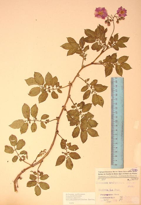 S. andigenum bolivianum magnicorollatum Lectotypus 1811