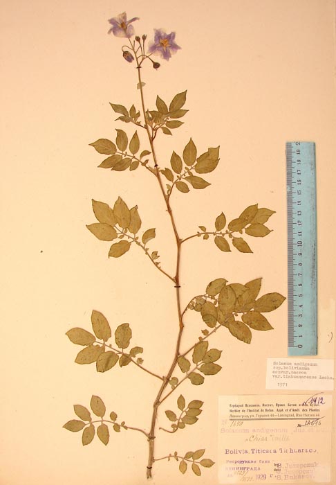 S. andigenum bolivianum tiahuanacense Lectotypus 1640