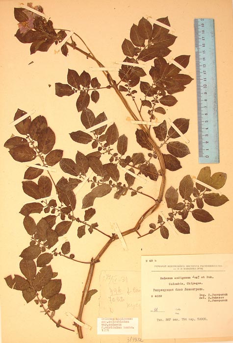 S. andigenum colombianum caiceda Lectotypus 49b