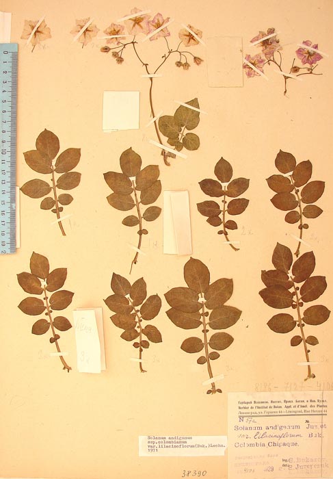 S. andigenum colombianum lilacinoflorum Lectotypus 57a