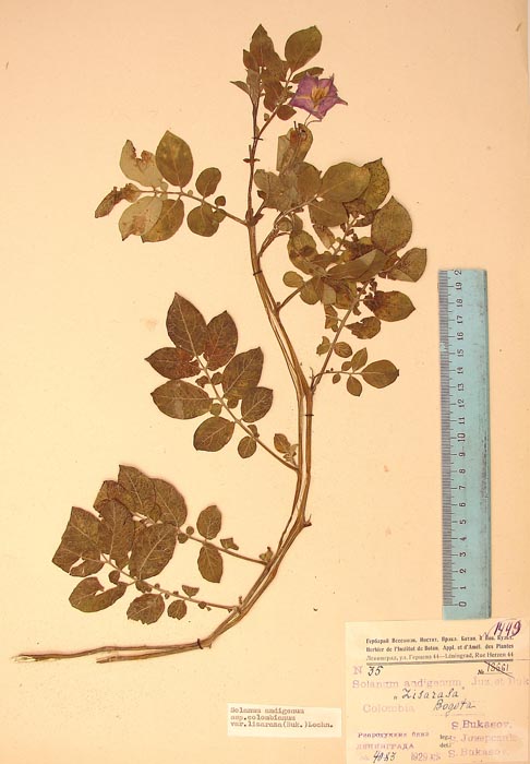 S. andigenum colombianum lisarassa Lectotypus 35