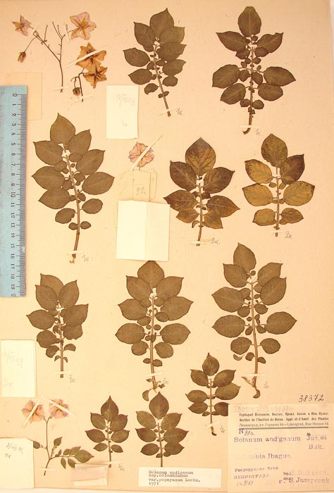 S. andigenum colombianum rosada Lectotypus 98a