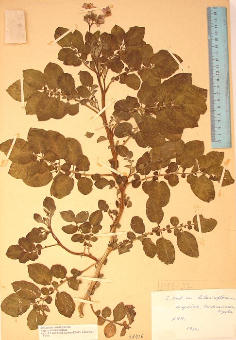 S. andigenum colombianum tocanum Lectotypus 44