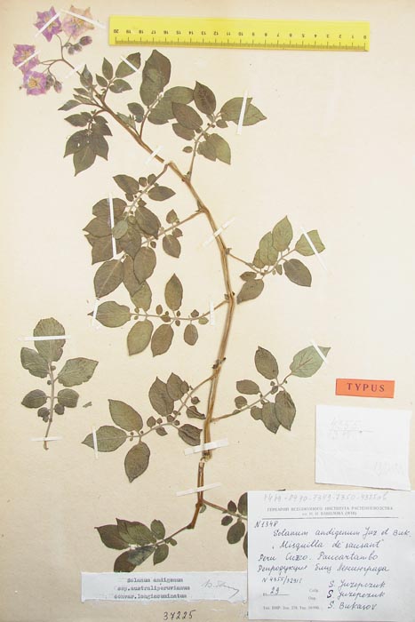 S. andigenum cuzcoense Lectotypus 1348