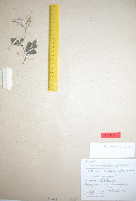 S. andigenum ecuatorianum Holotypus K-50
