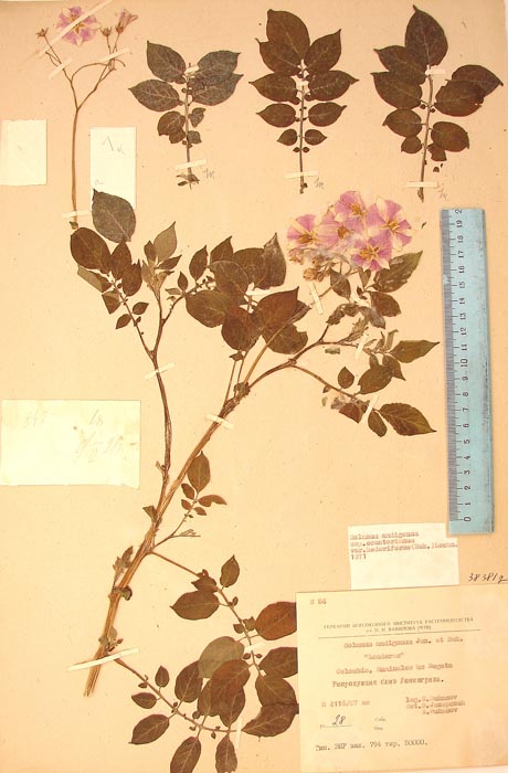 S. andigenum hederiforme Lectotypus 84