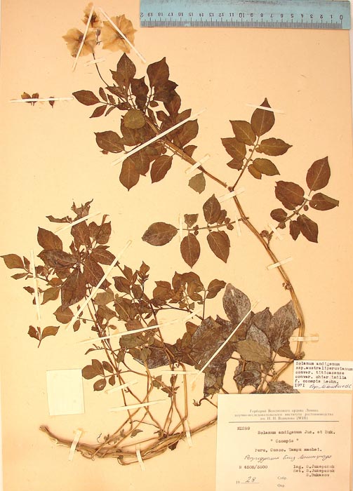 S. andigenum imilla ccompis Lectotypus 1289