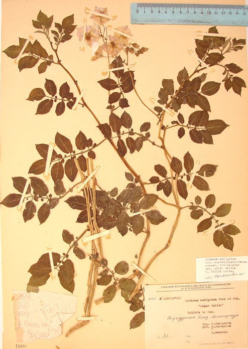 S. andigenum imilla chiar-imilla Lectotypus 1582