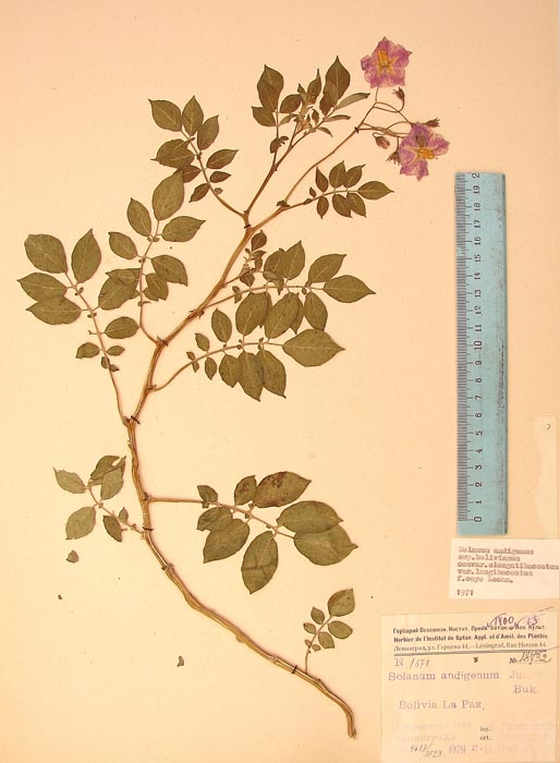 S. andigenum longibaccatum Lectotypus 1678