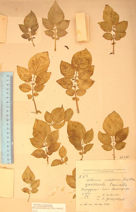 S. andigenum mexicanum guatemalense Lectotypus 13