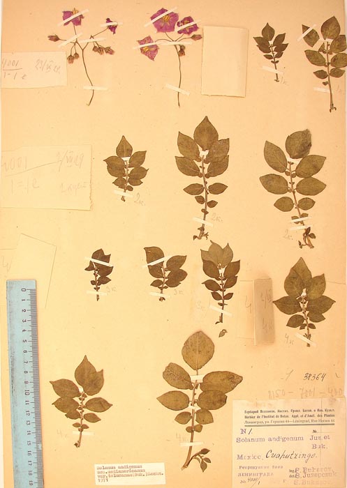 S. andigenum mexicanum tolucanum Lectotypus 1