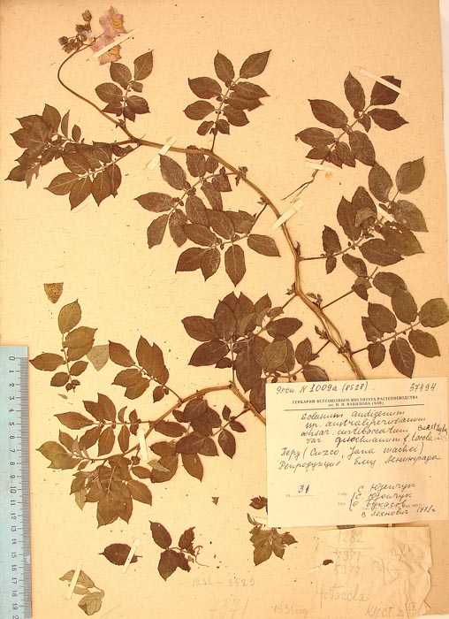 S. andigenum quechuanum Lectotypus 1009a