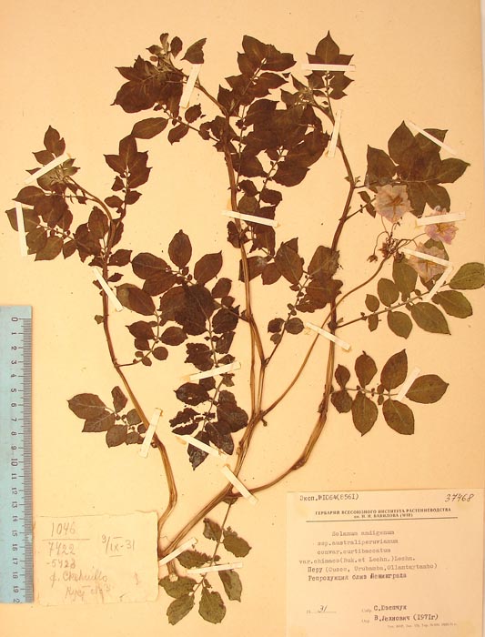 S. andigenum sihuanum chimaco Lectotypus 1064