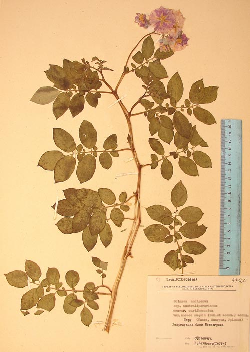 S. andigenum soccohuaccoto ancacc-maquin Lectotypus 1306