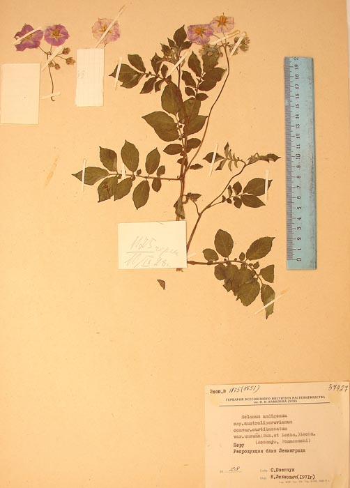 S. andigenum soccohuaccoto uncuna Lectotypus 1175