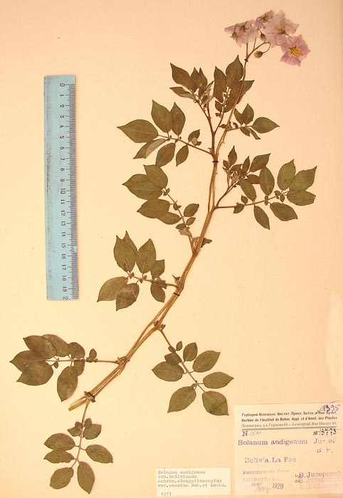 S. andigenum stenophyllum caesium Lectotypus 1501