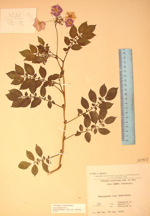 S. andigenum tarmense Lectotypus 179a