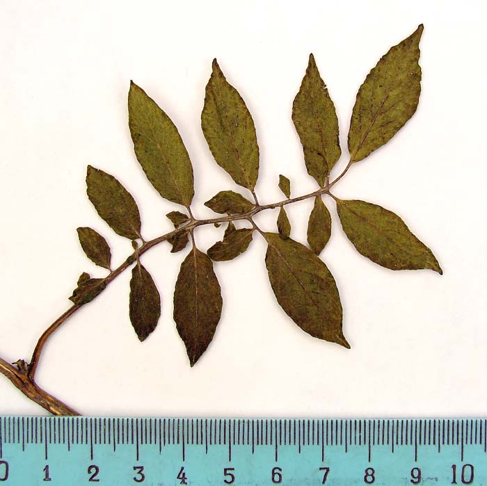 S._stenotomum_ppiticuina_Lectotypus_1319_leaf
