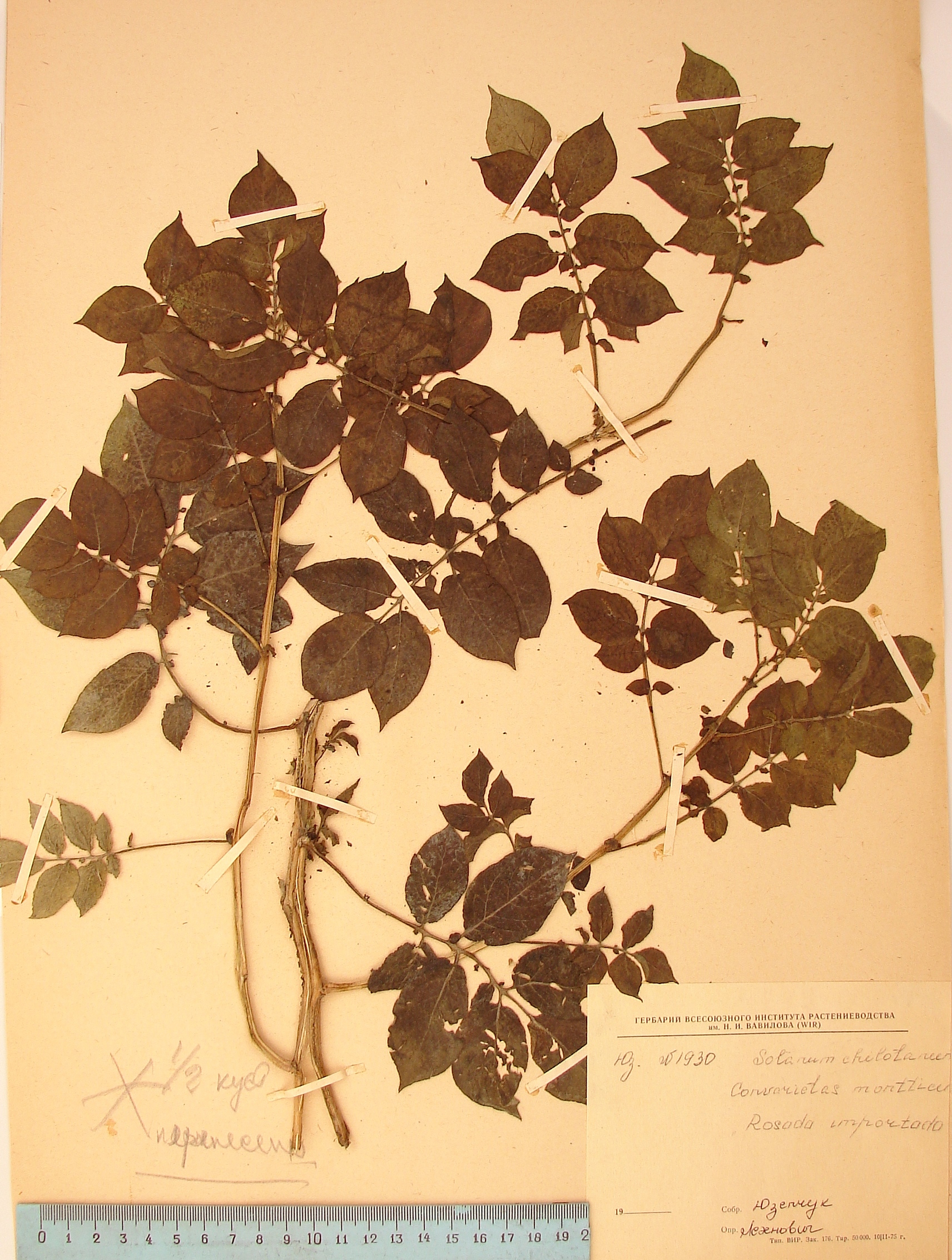 S. tuberosum montticum Lectotypus 1930