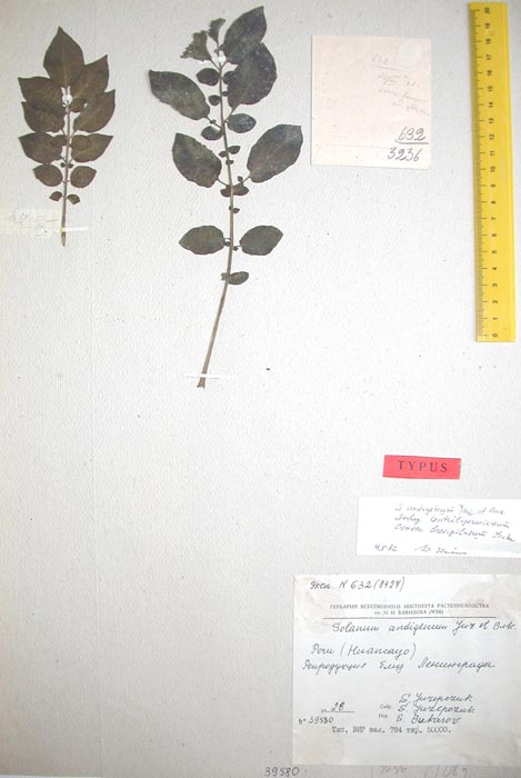 S. andigenum centraliperuvanum brevipilosum Holotypus 632