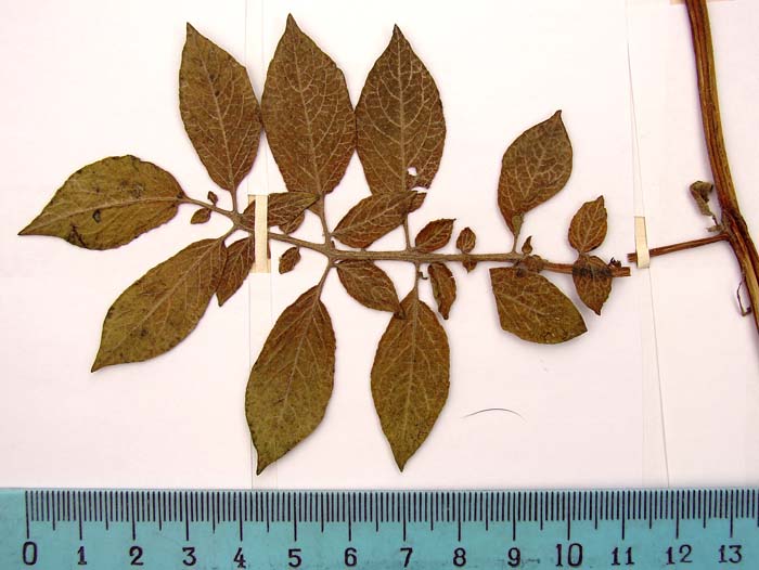 S._andigenum_Holotypus_598_leaf