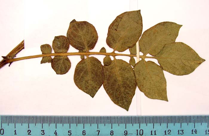 S._curtilobum_Lectotypus_1707_leaf