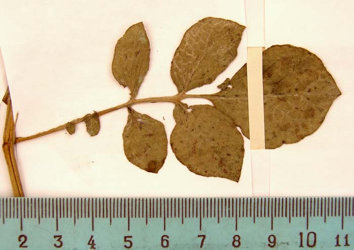 S._juzepczuckii_Holotypus_1166_leaf