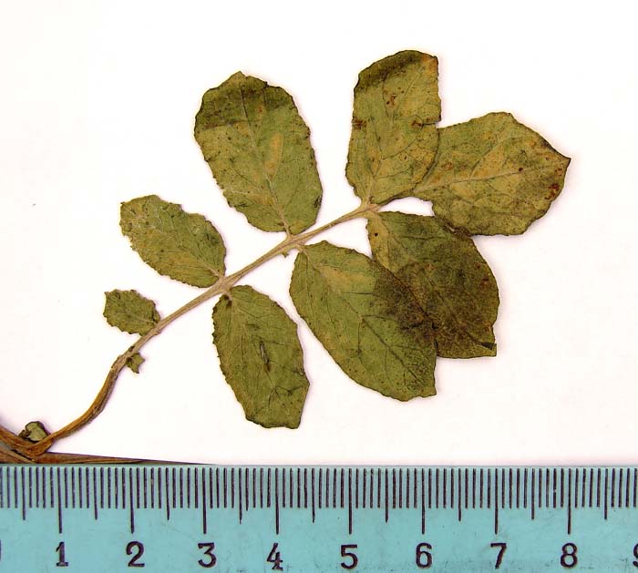 S._juzepczuckii_Paratypus_1641_leaf